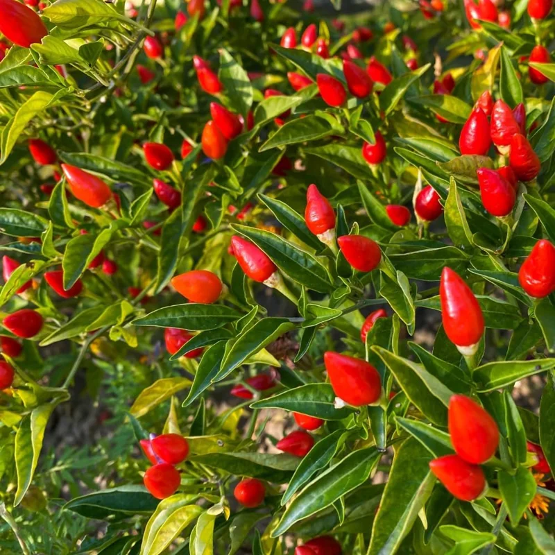 3 Pequin Super Chili Pepper Live Plants - 2.5 Inch Pot, Outdoor Hot Peppers - Image 2