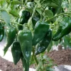 3 Pequin Super Chili Pepper Live Plants - 2.5 Inch Pot, Outdoor Hot Peppers - Image 1