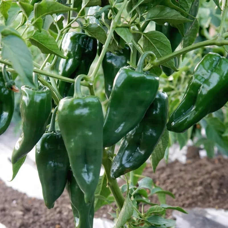 3 Pequin Super Chili Pepper Live Plants - 2.5 Inch Pot, Outdoor Hot Peppers - Image 1