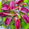 3 Red Venus Flytrap Live Plants - Dionaea Muscipula Starter Plants - Image 1