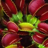 3 Red Venus Flytrap Live Plants - Short-Toothed Dionaea Muscipula Starter Plants - Image 1
