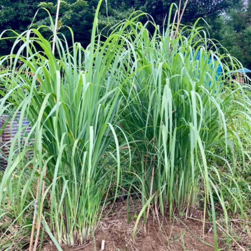 3 Rooted Lemongrass Live Plant Stalks, 4-Inch, Indoor/Outdoor Perennial Herb - Image 2