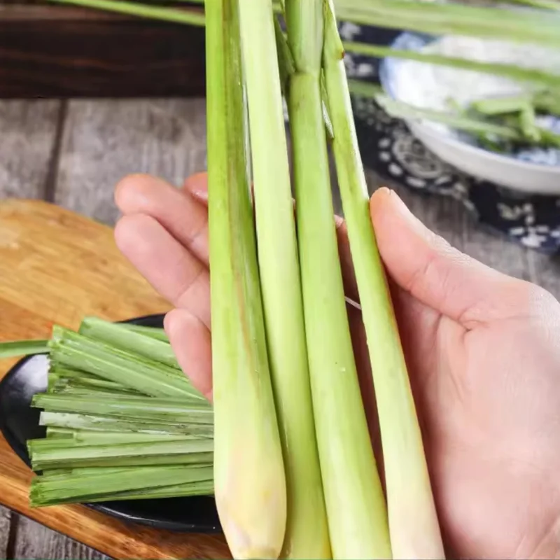 3 Rooted Lemongrass Live Plant Stalks, 4-Inch, Indoor/Outdoor Perennial Herb - Image 4