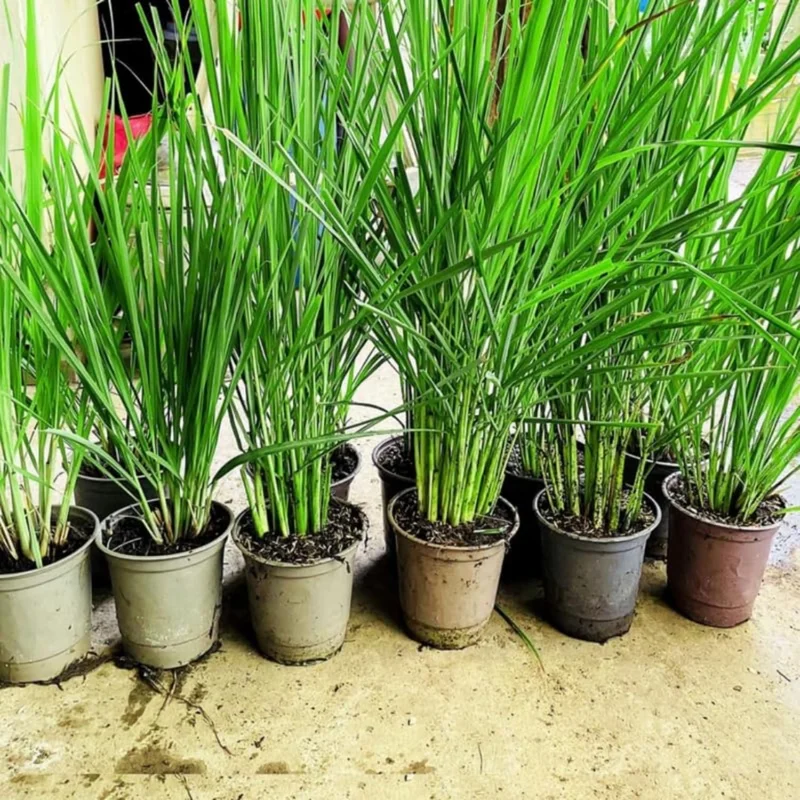 3 Rooted Lemongrass Live Plant Stalks, 4-Inch, Indoor/Outdoor Perennial Herb - Image 5