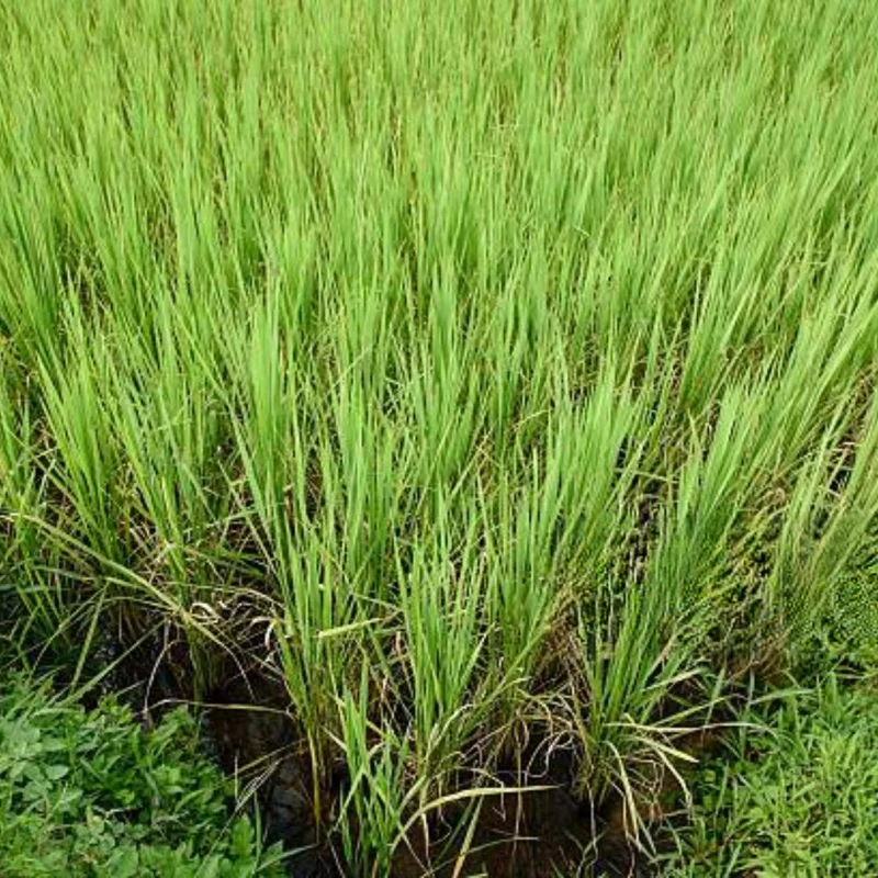 3 Rooted Lemongrass Live Plant Stalks, 4-Inch, Indoor/Outdoor Perennial Herb - Image 7