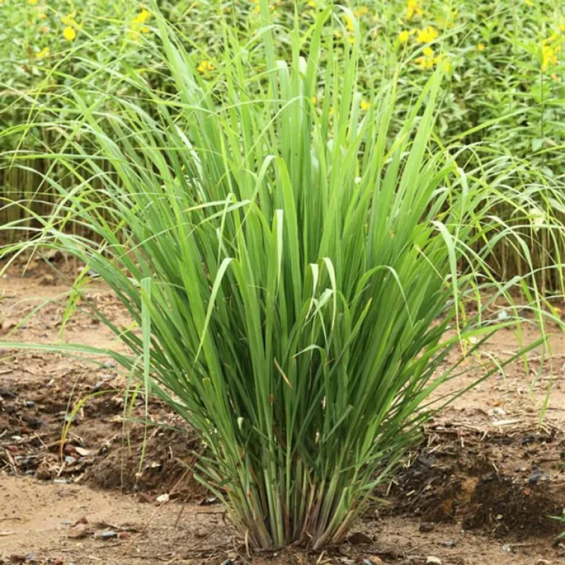 3 Rooted Lemongrass Live Plant Stalks, 4-Inch, Indoor/Outdoor Perennial Herb - Image 8