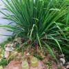 3 Rooted Lemongrass Live Plant Stalks, 4-Inch, Indoor/Outdoor Perennial Herb - Image 1