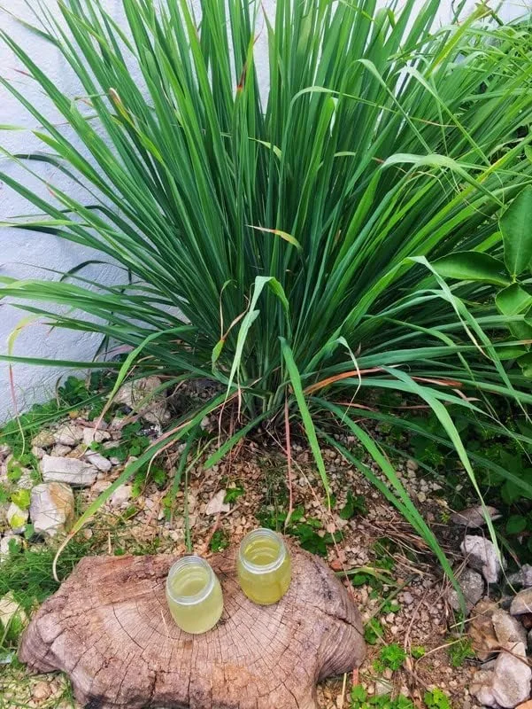 3 Rooted Lemongrass Live Plant Stalks, 4-Inch, Indoor/Outdoor Perennial Herb - Image 1