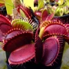 3 Venus Fly Trap Live Plants in 2-2.5 inch Pots - Carnivorous Indoor/Outdoor - Image 1