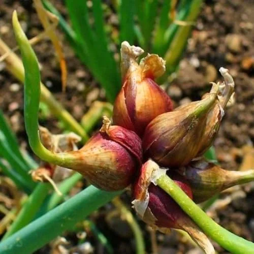 3 Walking Onion Live Plants – Perennial, Cold Hardy, Fast-Growing – 4" Pot - Image 2