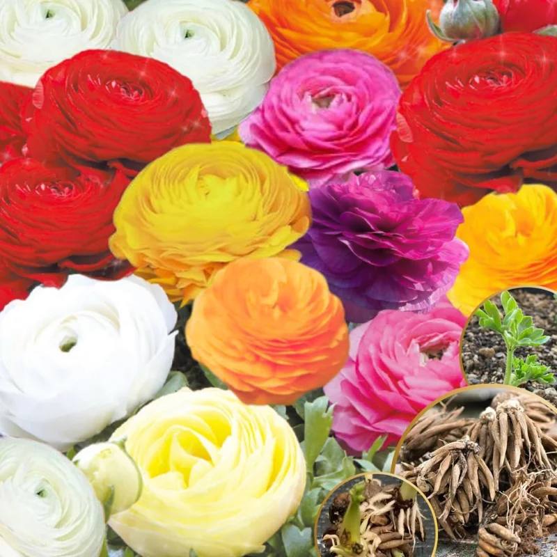 30 Ranunculus Bulbs for Planting - Multicolor Peony Buttercup Corms for Spring/Fall - Image 1