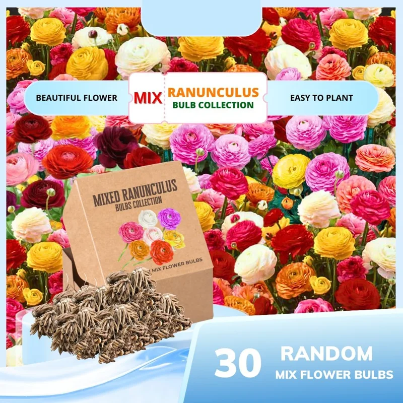 30 Ranunculus Bulbs Mixed Varieties - Peony Buttercup Corms for Spring Fall Planting - Image 2