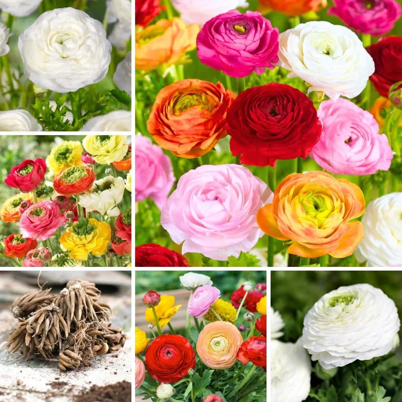 30 Ranunculus Bulbs Mixed Varieties - Peony Buttercup Corms for Spring Fall Planting - Image 1