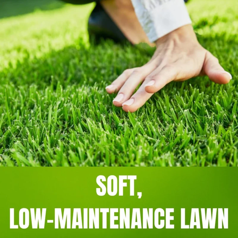 30000 Zoysia Grass Seeds - Hardy Lawn & Landscaping, Warm Season, USDA Zones 6-11 - Image 2