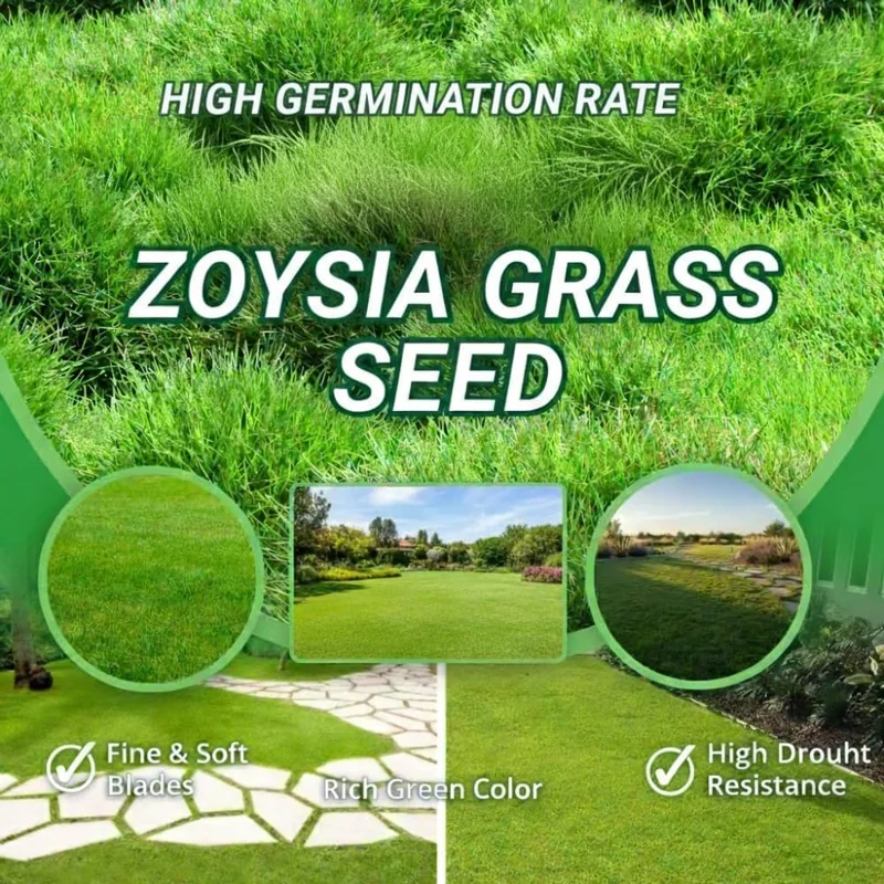 30000 Zoysia Grass Seeds - Hardy Lawn & Landscaping, Warm Season, USDA Zones 6-11 - Image 3