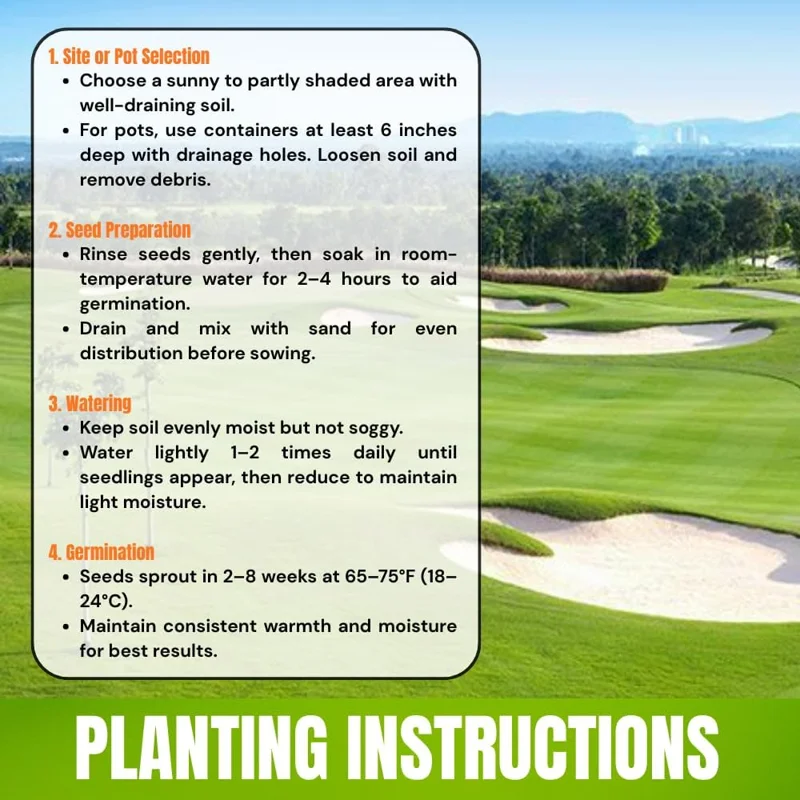 30000 Zoysia Grass Seeds - Hardy Lawn & Landscaping, Warm Season, USDA Zones 6-11 - Image 7