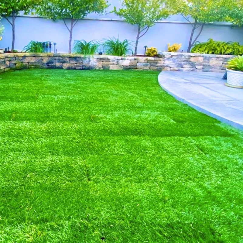30000 Zoysia Grass Seeds - Hardy Lawn & Landscaping, Warm Season, USDA Zones 6-11 - Image 1