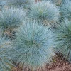 4 Blue Fescue Grass Live Plants - Ornamental Perennial, 4-8 In Tall, Fast-Growing Outdoor Grass - Image 1