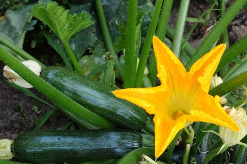 4 Green Zucchini Live Plants - 6-8 inch Tall Seedlings in 4 inch Pots, Outdoor Vegetable Garden - Image 1