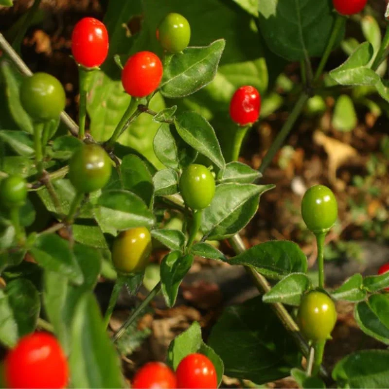 4 Live Chiltepin Pepper Plants - Red Hot Tepin Chili Seedlings Potted, Ready to Plant - Image 2