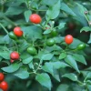 4 Live Chiltepin Pepper Plants - Red Hot Tepin Chili Seedlings Potted, Ready to Plant - Image 1