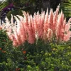 4 Pink Pampas Grass Live Plants - 2.5" Pot - Outdoor Ornamental Grass - Image 1