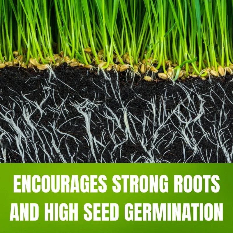 40,000 Zoysia Grass Seeds - Low Maintenance Lawn & Garden - Image 6