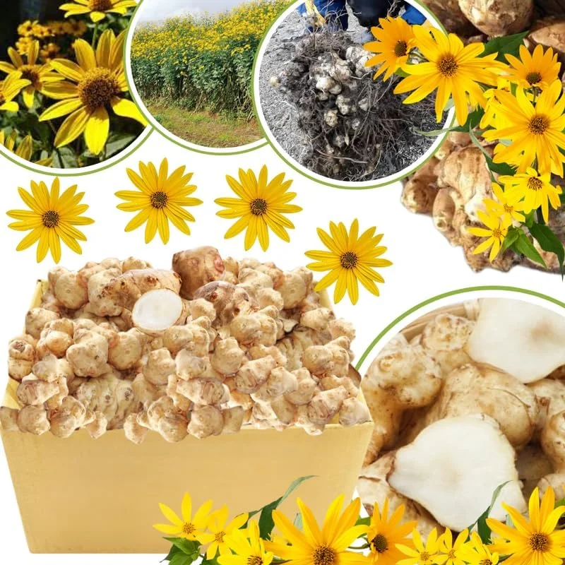5 Jerusalem Artichoke Tubers for Planting - Fresh Sunchokes, Edible Roots, Perennial - Image 2