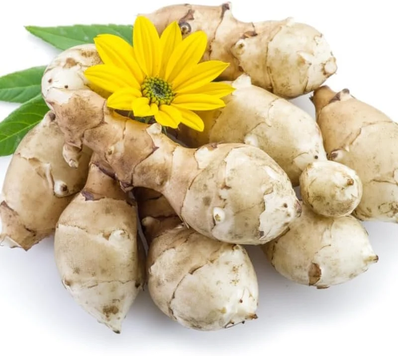5 Jerusalem Artichoke Tubers for Planting - Fresh Sunchokes, Edible Roots, Perennial - Image 1