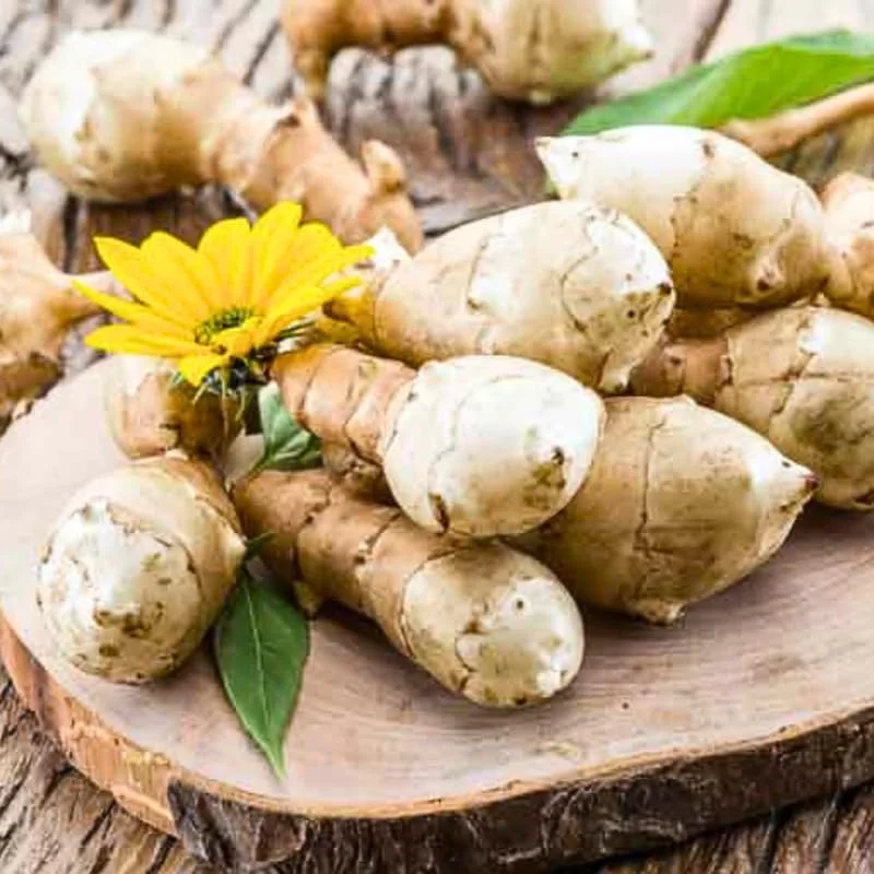 5 Large Jerusalem Artichoke Tubers for Planting - Hardy Edible Perennial Roots - Image 2