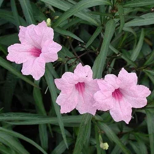 5 Pink Mexican Petunia Live Plant - Ruellia Brittoniana Perennial Flowers - Image 2