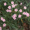 5 Pink Mexican Petunia Live Plant - Ruellia Brittoniana Perennial Flowers - Image 1