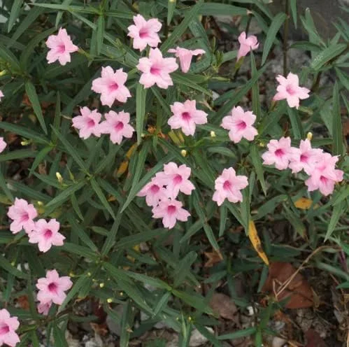 5 Pink Mexican Petunia Live Plant - Ruellia Brittoniana Perennial Flowers - Image 1