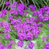 5 Purple Verbena Live Plants 4-8" Tall - Perennial Outdoor Flowering Garden Plants - Image 1
