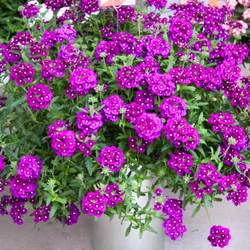 5 Purple Verbena Live Plants 4-8" Tall - Perennial Outdoor Flowering Garden Plants - Image 2