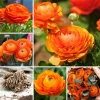 50 Purple Ranunculus Bulbs for Planting – Corms for Spring & Fall Blooms - Image 1