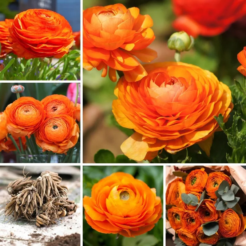 50 Purple Ranunculus Bulbs for Planting – Corms for Spring & Fall Blooms - Image 1