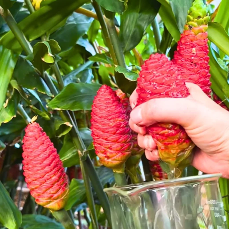 6 Fresh Shampoo Ginger Rhizomes - Zingiber Zerumbet Perennial Bare Root Plant - Image 3