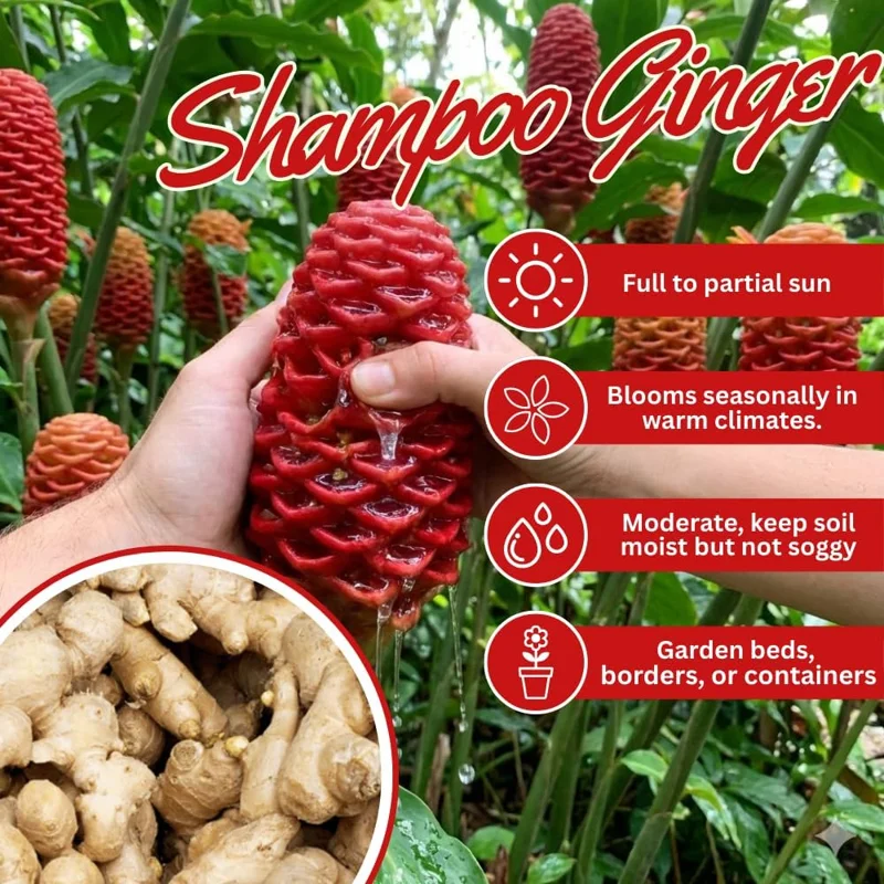 6 Fresh Shampoo Ginger Rhizomes - Zingiber Zerumbet Perennial Bare Root Plant - Image 4