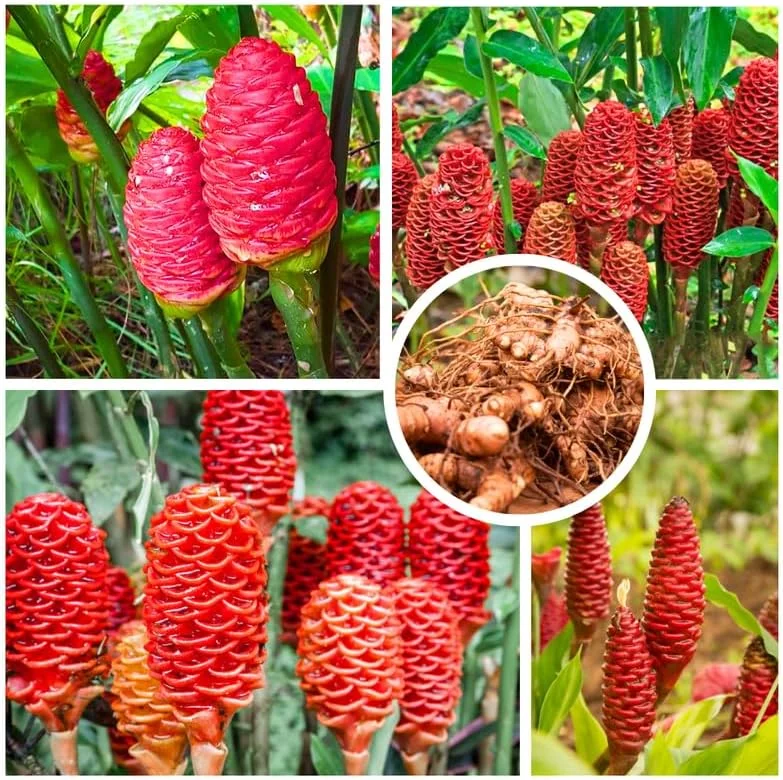 6 Fresh Shampoo Ginger Rhizomes - Zingiber Zerumbet Perennial Bare Root Plant - Image 7