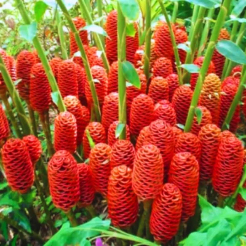 6 Fresh Shampoo Ginger Rhizomes - Zingiber Zerumbet Perennial Bare Root Plant - Image 9