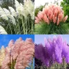 8 Mixed Pampas Grass Live Plants, 2.5" Pot - Outdoor Ornamental Shrub - Image 1