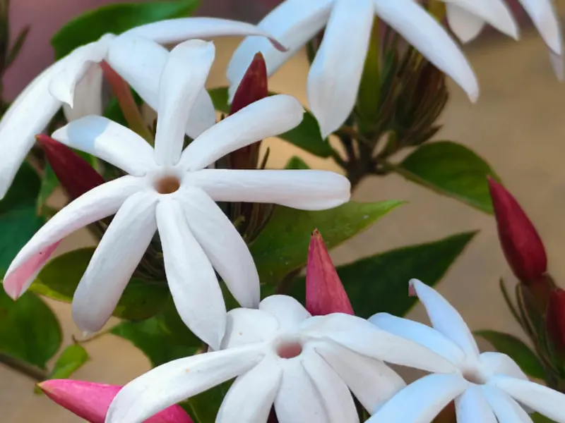 Top 7 Best Smelling Jasmine Varieties for a Heavenly Garden