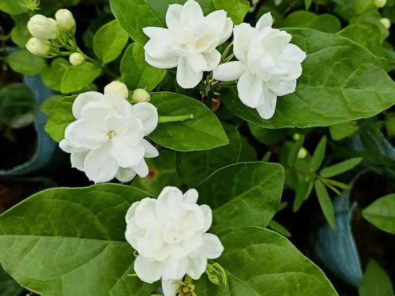 Top 7 Best Smelling Jasmine Varieties for a Heavenly Garden