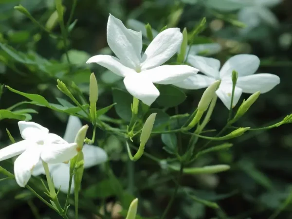 Top 7 Best Smelling Jasmine Varieties for a Heavenly Garden