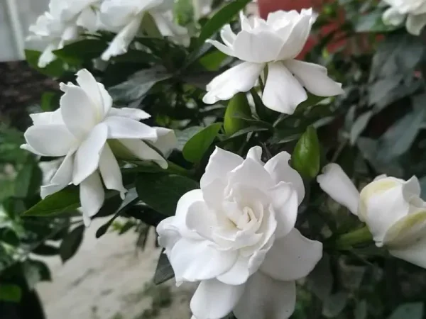 Frostproof Jasmine Care: 7 Tips for Successful Pot Growth