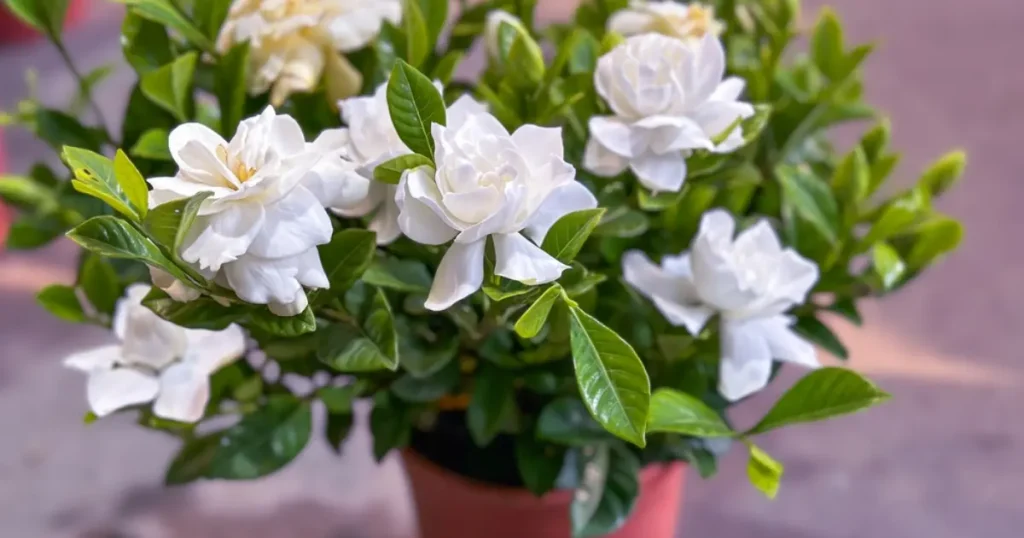 Frostproof Jasmine Care: 7 Tips for Successful Pot Growth
