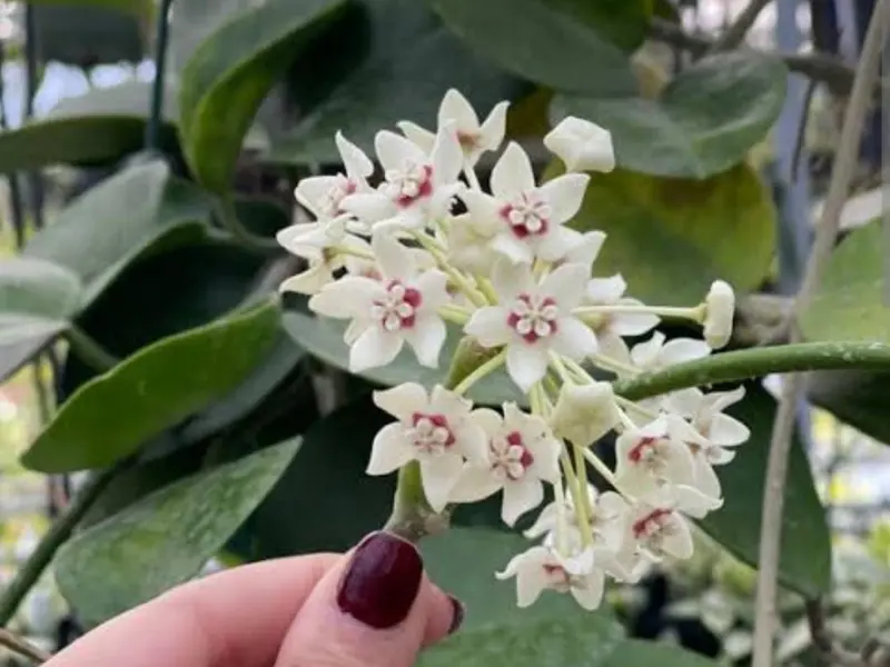Top 5 Must-Have Hoya Varieties for Beginners