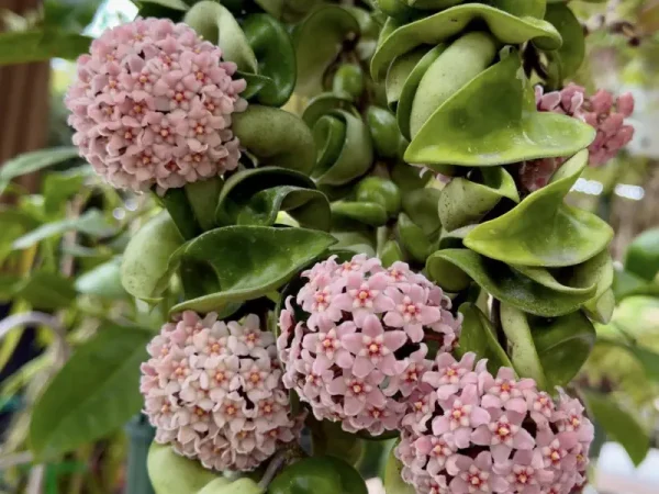 Top 5 Must-Have Hoya Varieties for Beginners
