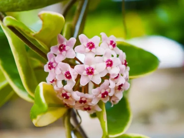 Top 5 Must-Have Hoya Varieties for Beginners